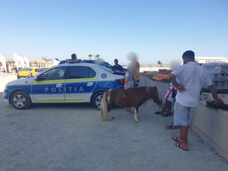 Amenzi pentru doi bărbați care foloseau poneii pentru a obține bani. Animalele erau deshidratate