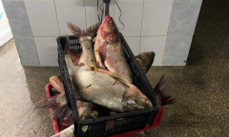 440 metri de plase cu 42 kilograme de pește, scoase din Marea Neagră de polițiștii de frontieră