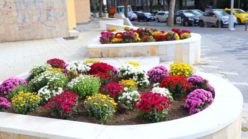 Primăria Constanța: Continuă plantările de toamnă în oraș