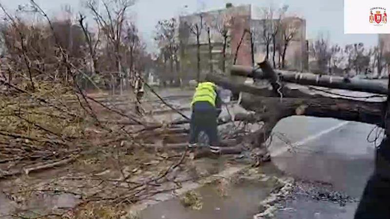 Primăria Constanța: Peste 60 de sesizări doar pentru arbori doborâți de vânt