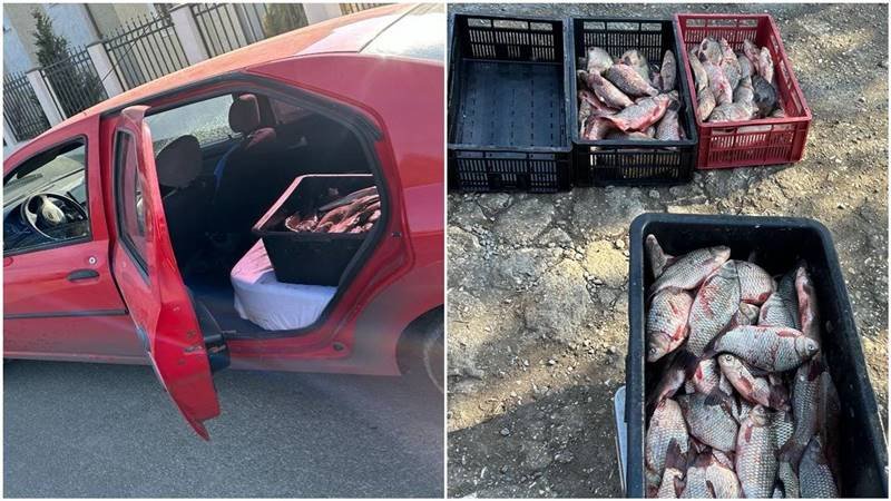 JUDEȚUL CONSTANȚA. Peste 100 de kilograme de pește, descoperite de polițiștii de frontieră în portbagajul unui autoturism