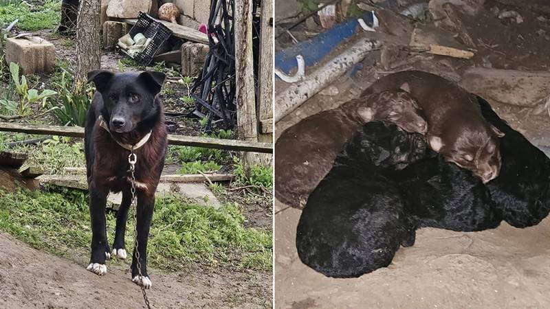 CONSTANȚA. Bărbat reținut după ce a maltratat un câine: polițiștii au preluat șapte căței de la locuința acestuia