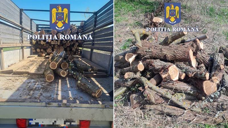 (FOTO) JUDEȚUL CONSTAȚA. Bărbați prinși în timp ce tăiau ilegal copaci dintr-o pădure de salcie