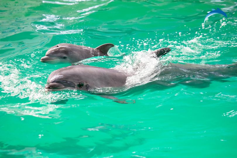 Imagini cu “Baby”, puiul de delfin venit pe lume la Delfinariul Constanţa. Micuţul învață de la mama lui să înoate și să facă salturi la suprafață