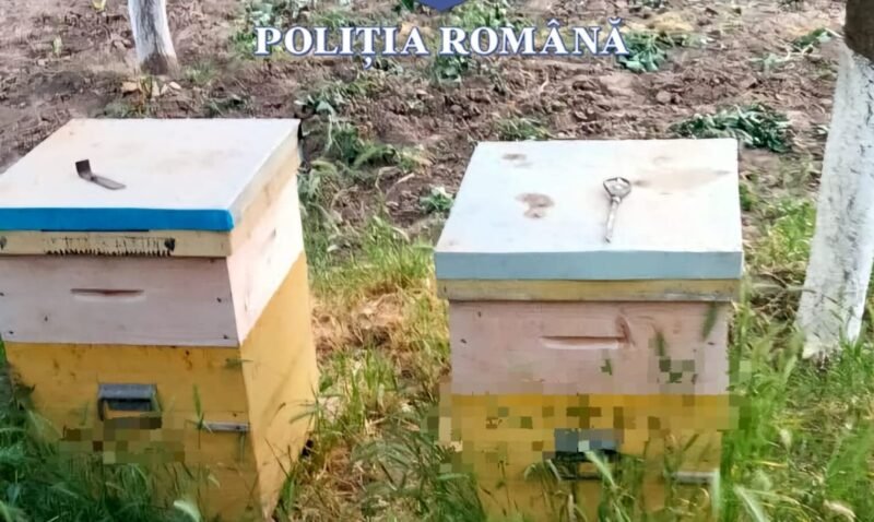 JUDEŢUL CONSTANŢA. Percheziţii la locuinţa unui bărbat care ar fi furat stupi, magazii pentru stupi și rame pentru stupi