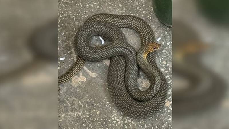 (VIDEO) Jandarmii constănțeni au capturat un șarpe de peste 1.5 metri lungime dintr-o locuință din Pecineaga