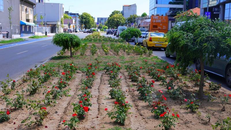 Primăria Constanța: Noi suprafețe de spații verzi au fost amenajate pe bulevardul Mamaia, în cadrul proiectului de reabilitare