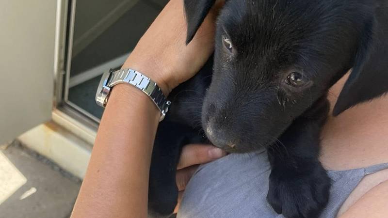 Care sunt actele necesare pentru adopţia câinilor din Adăpostul Public de Animale Abandonate din Constanța