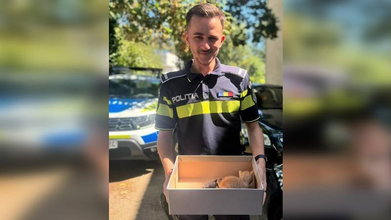 Polițiștii au salvat trei pisoi abandonați într-o pungă, în Eforie: acum le caută adăpost