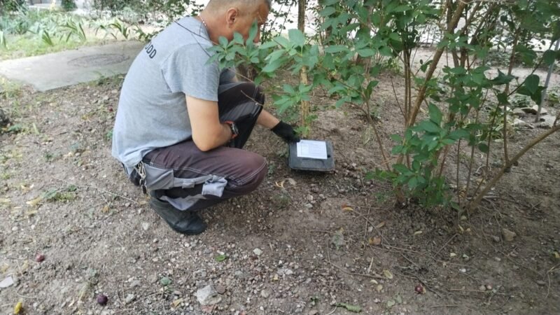 O nouă acțiune de deratizare în municipiul Constanța și stațiunea Mamaia