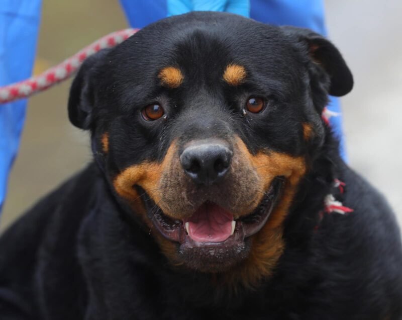 CONSTANŢA. Rock, un Rotweiler de rasă pură, în vârstă de 2 ani, îşi caută o familie iubitoare. „Haideți să-l ajutăm să găsească un cămin fericit”