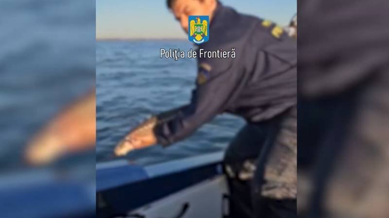 (VIDEO) JUDEȚUL TULCEA. Șapte exemplare de sturion redate mediului natural de polițiștii de frontieră