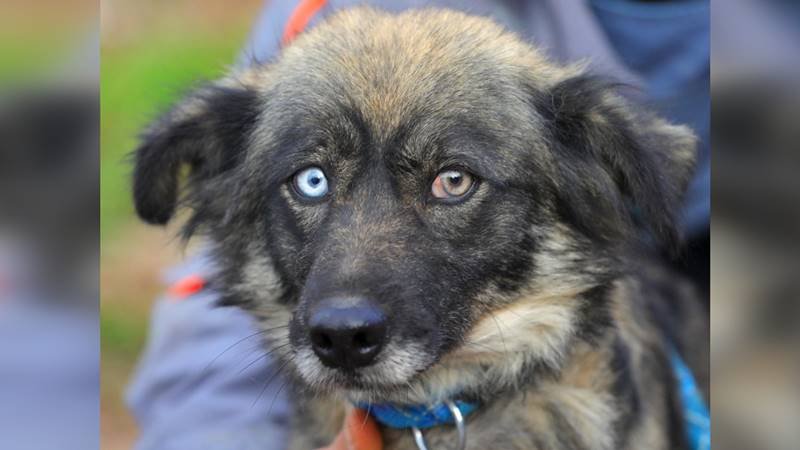 CONSTANȚA. Apel la iubitorii de animale. Ronny, cățelușa cu ochi magici, își caută un cămin: „Oferiți-i o șansă la o viață plină de dragoste și grijă”