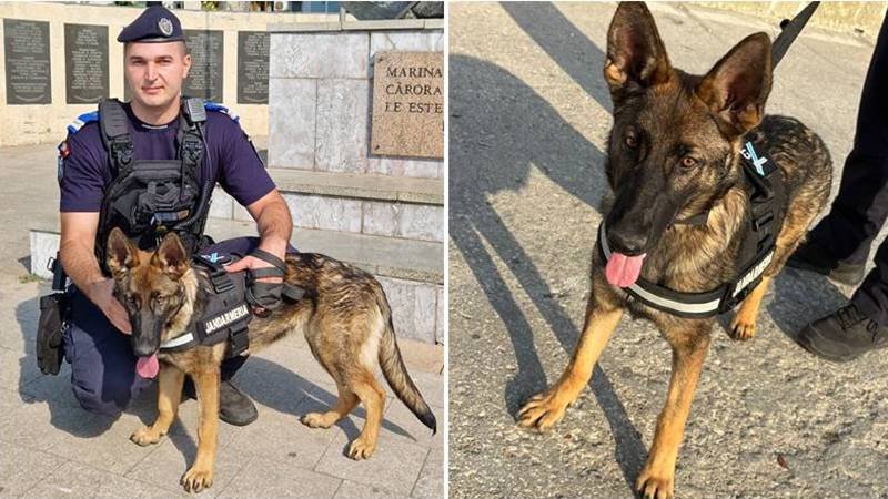 (FOTO/VIDEO) Cățelușa Aria, cel mai mai tânăr membru al Jandarmeriei Constanța: se va specializa în detectarea drogurilor