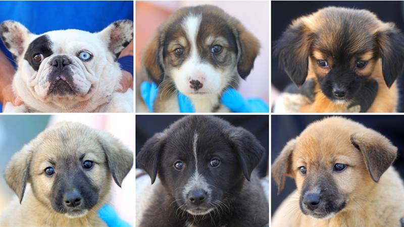 CONSTANȚA. Apel la iubitorii de animale: Max, Bella, Luna, Rex, Tara și Bruno își caută familii iubitoare