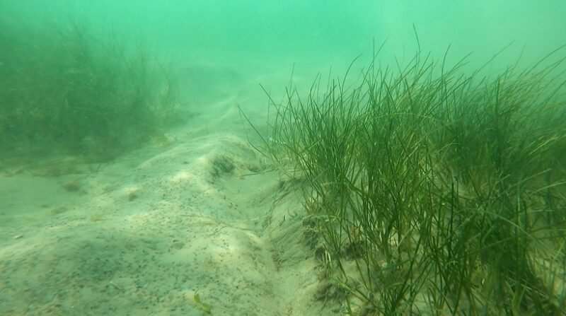 ABADL: A fost finalizată constituirea pajiştilor de iarbă de mare şi crearea de recife artificiale pentru stimularea altor specii