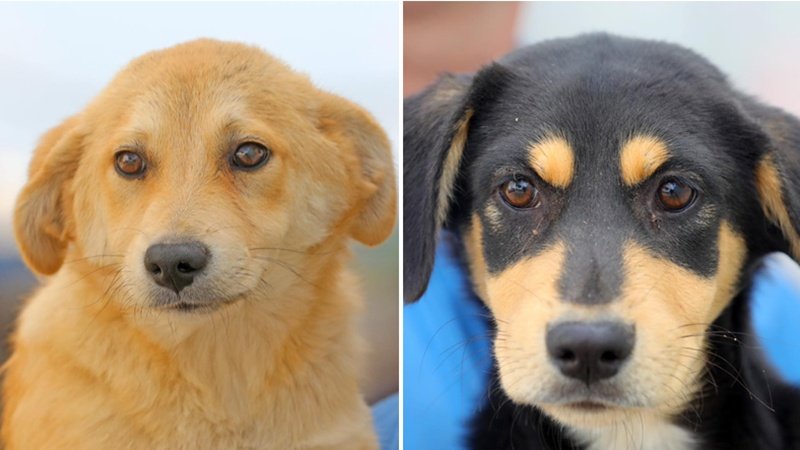 CONSTANȚA. Apel la iubitorii de animale: oferiți o viață mai bună lui Lupi și Maxi