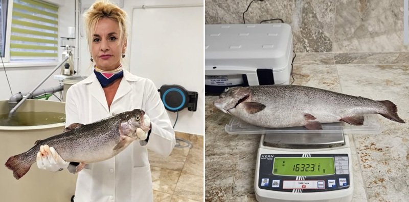 Experiment revoluționar! Cercetătorii de la INCDM Constanța au reușit să crească păstrăv-curcubeu în apă marină, fără pierderi și cu rezultate spectaculoase