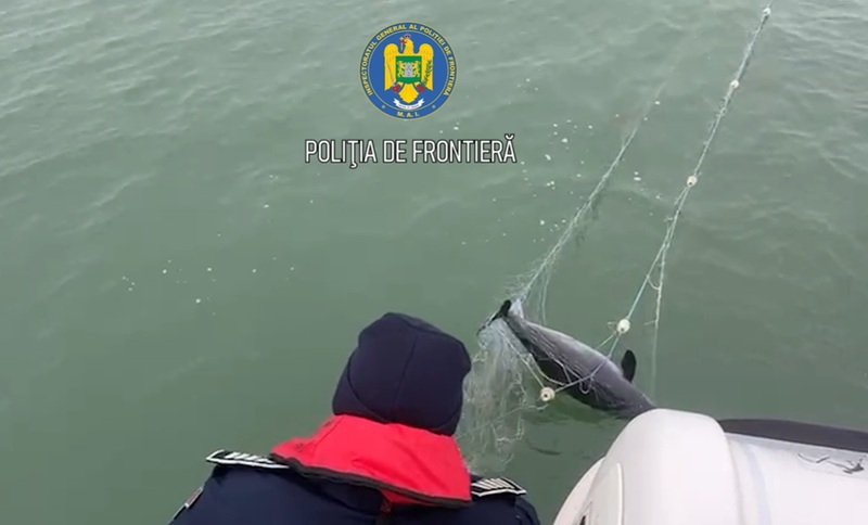 Doi sturioni şi un delfin, eliberați de polițiștii de frontieră. Erau prinşi în plase de pescuit