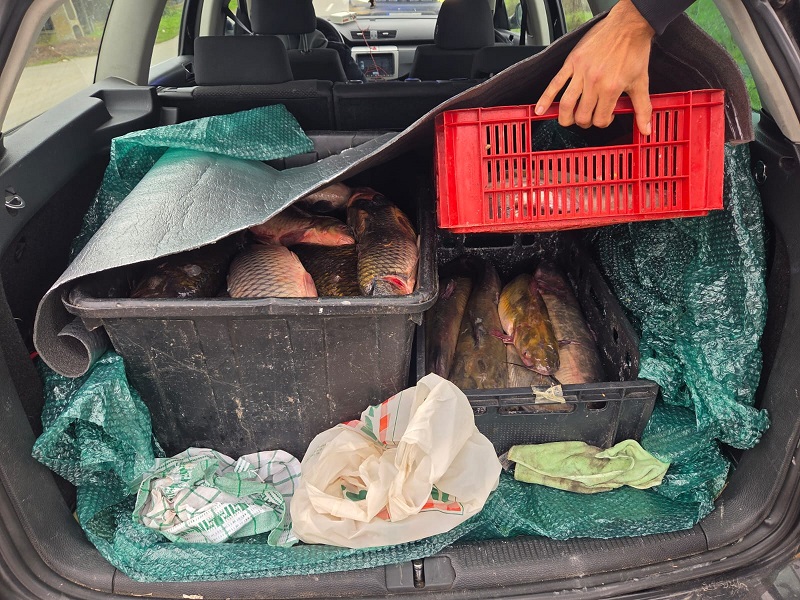 (FOTO + VIDEO) Jandarmii constănțeni au confiscat peste 100 kg de pește vândut ilegal în localitatea 2 Mai