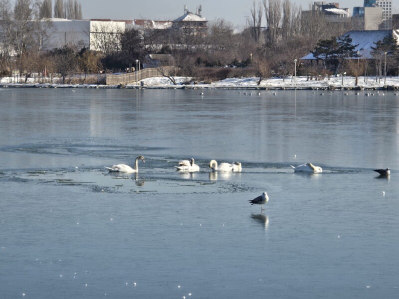 Pompierii constănțeni, în alertă. Mai multe lebede sunt blocate pe Lacul Tăbăcăriei