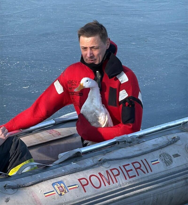 FOTO + VIDEO Misiune aparte pentru pompierii tulceni: o rață a fost scoasă din ghețurile Lacului Ciuperca