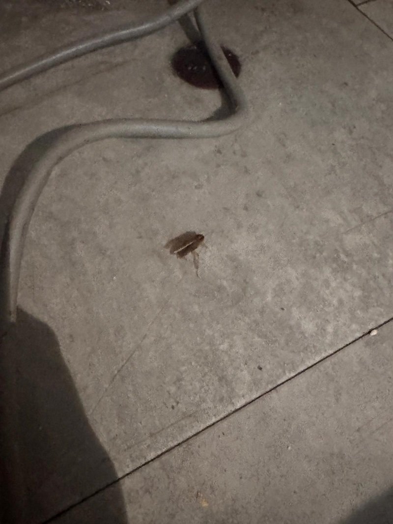 FOTO Carne expirată, insecte și mizerie: ANPC a aplicat amenzi de peste 1,5 milioane de le