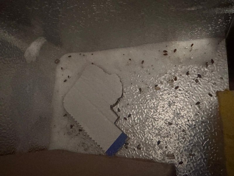 FOTO Carne expirată, insecte și mizerie: ANPC a aplicat amenzi de peste 1,5 milioane de le