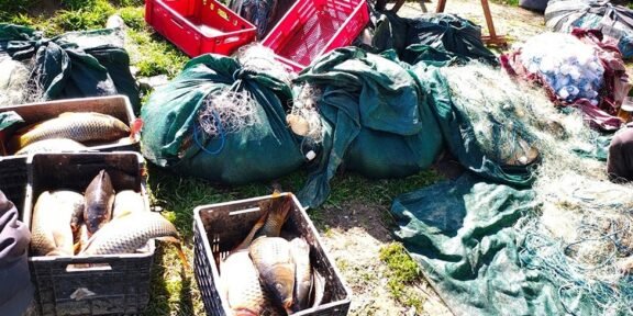 Fish arranged in plastic crates among fishing nets and green bags outdoors on grass. The scene shows a fishing haul with red crates and nets nearby.