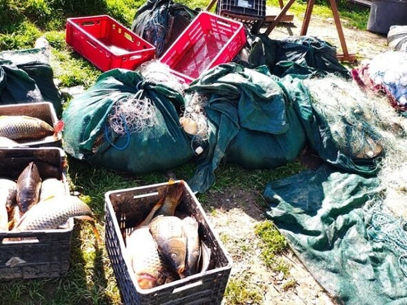 Fish arranged in plastic crates among fishing nets and green bags outdoors on grass. The scene shows a fishing haul with red crates and nets nearby.