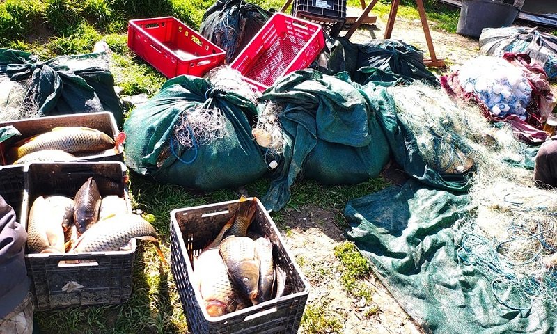 Fish arranged in plastic crates among fishing nets and green bags outdoors on grass. The scene shows a fishing haul with red crates and nets nearby.