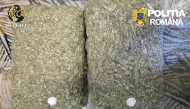 Two large resealable bags filled with chopped green plant material on a patterned surface, with Romanian police logos visible (D.I.I.C.O.T. and Politia Romana).