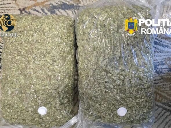 Two large resealable bags filled with chopped green plant material on a patterned surface, with Romanian police logos visible (D.I.I.C.O.T. and Politia Romana).