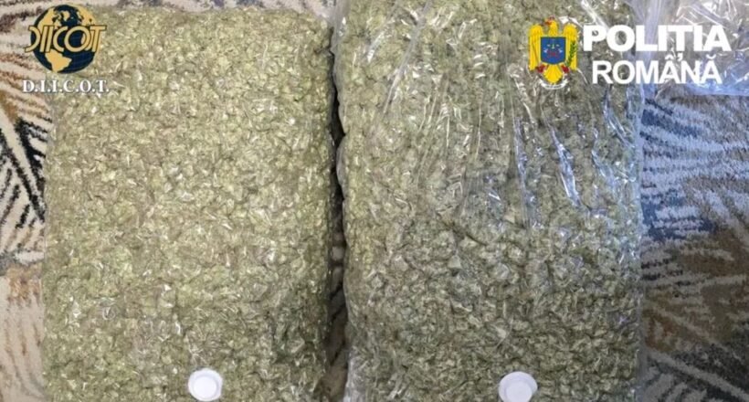 Two large resealable bags filled with chopped green plant material on a patterned surface, with Romanian police logos visible (D.I.I.C.O.T. and Politia Romana).
