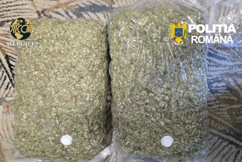 Two large resealable bags filled with chopped green plant material on a patterned surface, with Romanian police logos visible (D.I.I.C.O.T. and Politia Romana).