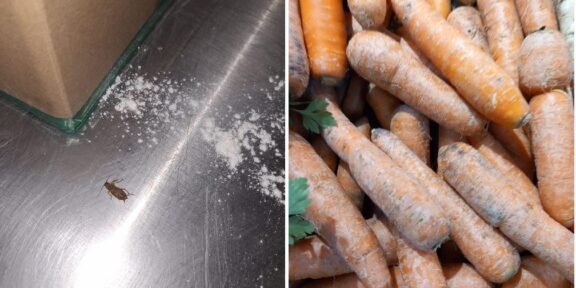 Two-panel image: left shows a small brown insect on a stainless steel surface with scattered white powder near a cardboard edge; right shows a heap of dirty, unwashed carrots with green tops nearby.
