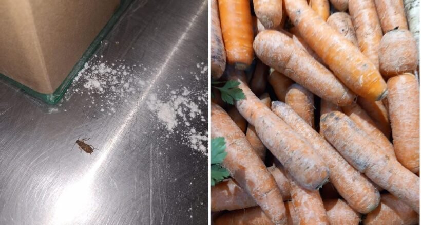 Two-panel image: left shows a small brown insect on a stainless steel surface with scattered white powder near a cardboard edge; right shows a heap of dirty, unwashed carrots with green tops nearby.