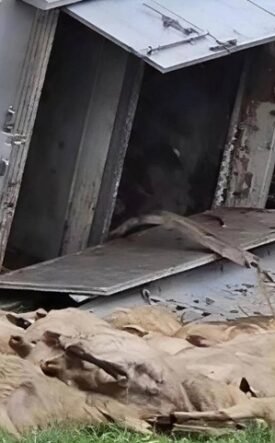 Several sheep lie dead on the grass beside a broken, tilted metal structure or vehicle.