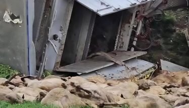 Several sheep lie dead on the grass beside a broken, tilted metal structure or vehicle.