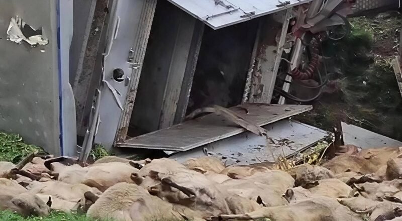Several sheep lie dead on the grass beside a broken, tilted metal structure or vehicle.