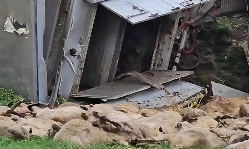 Several sheep lie dead on the grass beside a broken, tilted metal structure or vehicle.