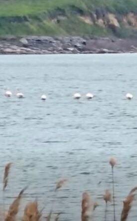 Lake with a line of white birds on calm water, rocky shoreline and trees in the background; a house sits atop a hill.