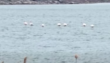 Lake with a line of white birds on calm water, rocky shoreline and trees in the background; a house sits atop a hill.