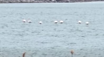 Lake with a line of white birds on calm water, rocky shoreline and trees in the background; a house sits atop a hill.