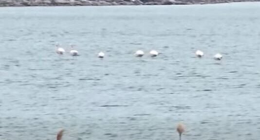 Lake with a line of white birds on calm water, rocky shoreline and trees in the background; a house sits atop a hill.