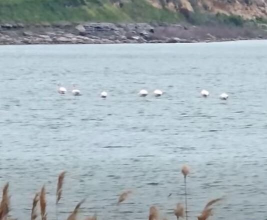 Lake with a line of white birds on calm water, rocky shoreline and trees in the background; a house sits atop a hill.