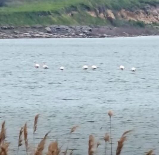 Lake with a line of white birds on calm water, rocky shoreline and trees in the background; a house sits atop a hill.