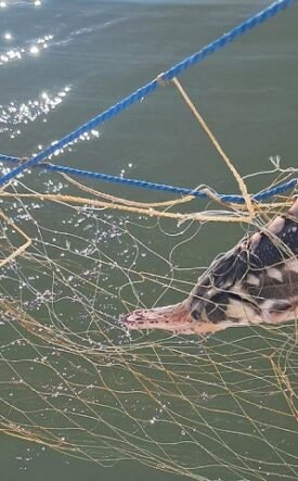 A large fish entangled in a fishing net and blue ropes over greenish water.