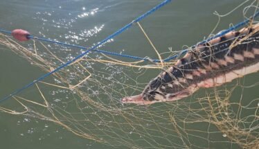 A large fish entangled in a fishing net and blue ropes over greenish water.