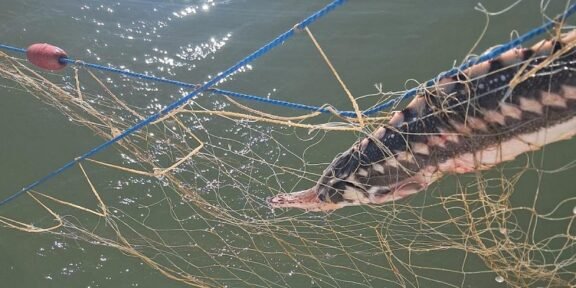 A large fish entangled in a fishing net and blue ropes over greenish water.